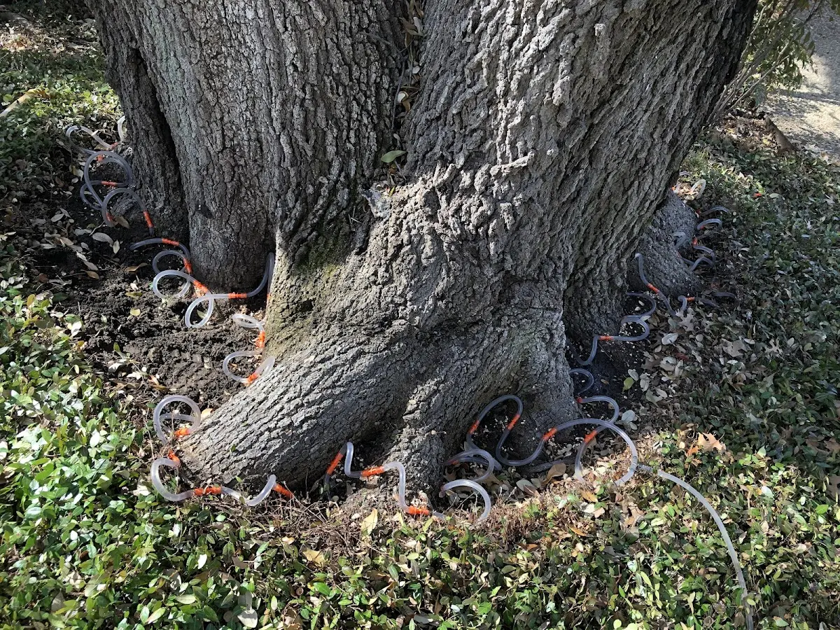 Detailed Tree Cabling and Bracing job site in Boise City