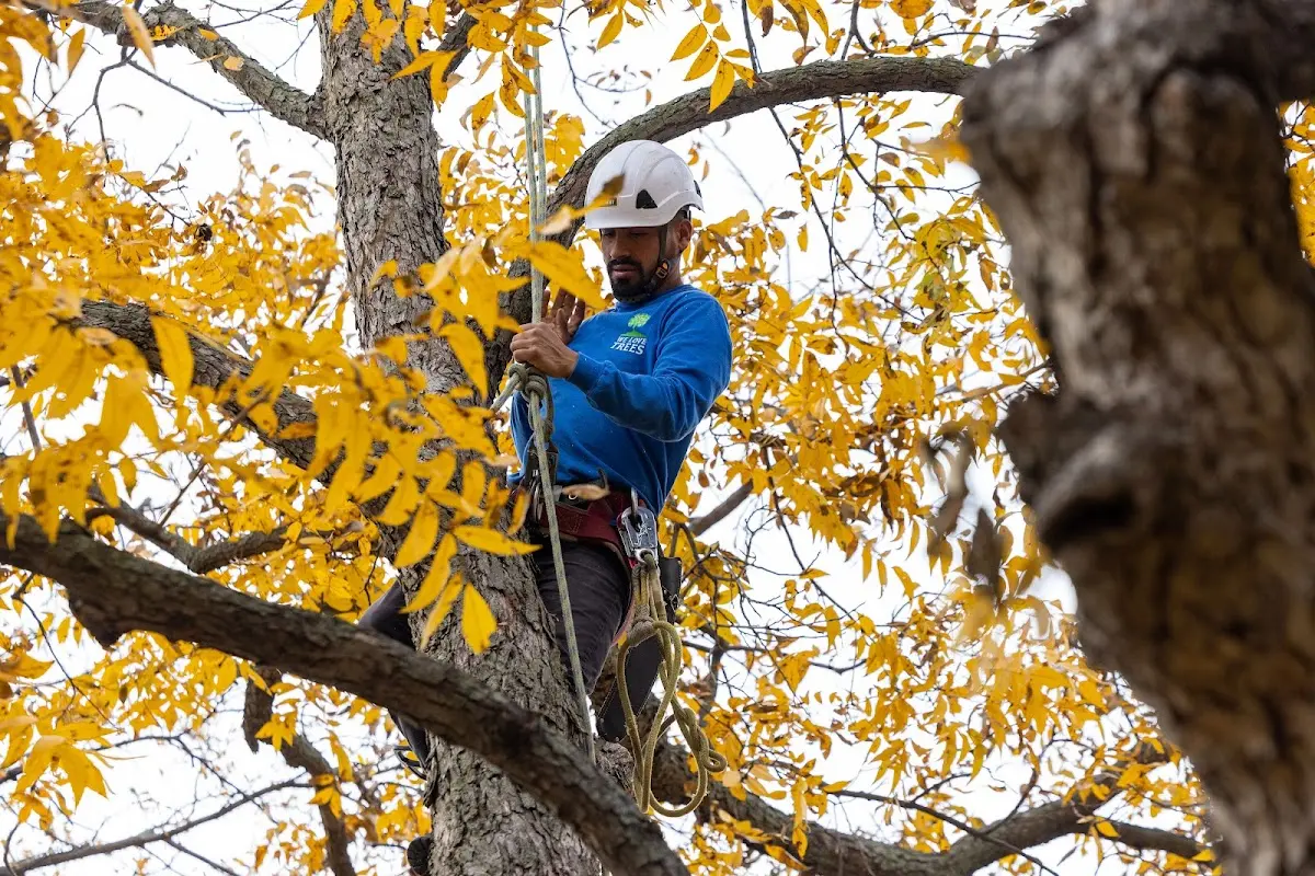 Skilled Tree Pruning crew working in Boise City