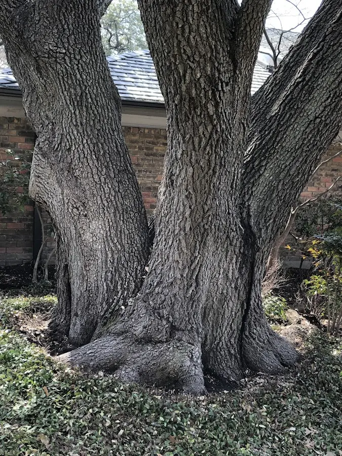 Mature heritage tree close to a Boise City property cared for by certified arborists